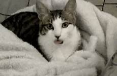 tongue cat gif gifs