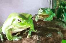 frogs bullfrog