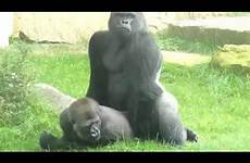 gorillas mating zoo