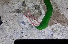 slime slimy appendage flicking toxic slithers