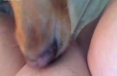 dog pussy licking eating mood cunt her humping
