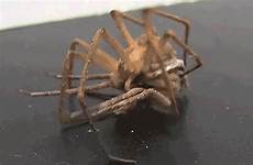 spiders reproduce dying