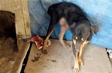 dog raped animals men drugged four male malwani fir filed cruelty 1960 prevention act section under been has police station