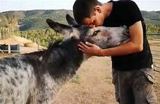 donkey cuddle caregiver