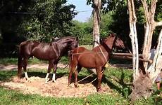 mare horse breeding big male vs nice