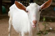 saanen goats goat mini baby live webcam