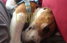cuddle cuddles beagle time