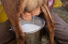 milk goat milking goats better nigerian why