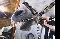 horse mouth chains