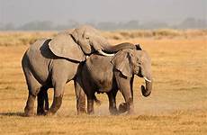 mating elephants african elephant stock sex similar now istockphoto istock