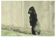 gif monkey ape gorilla walking leaves roll nice day dance animals funny tenor