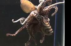 octopus sex
