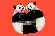 sex pandas do little why panda gif so china lousy libidos