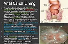 anal canal rectum lining anus musculature