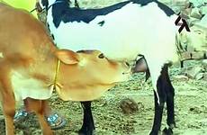 calf breastfeeding milking