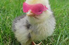 chickens chick materia estado hens pollito observa ojos lentes helping temps