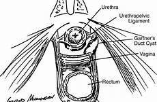 urethra anatomy normal ligaments sectional vagina rectum