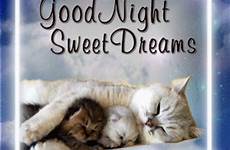 night good sweet dreams gif cute goodnight cat quotes sleep blingee beautiful animated gifs cats greetings meme therandomvibez nacht gute