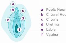 vagina anatomie female lunette reproductive