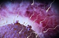 fertility sperm male men bbc cancer boost