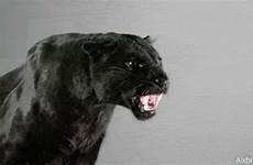 gif gifs giphy cat snarling panther roar animated panthers fierce gifer tweet search