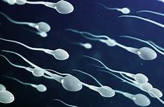 sperm count counts fertility wtsp 2045 scientist plummeting
