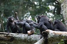 bonobo bonobos female monkey grooming penis chimpanzees apes sex each other primate unusual monkeys camaraderie prevails re they woman men