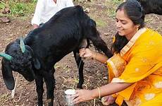 goat indian milking women village vlogs beautiful