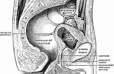 male pelvis sagittal section etc clipart median line large