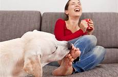 feet lick dog why does licking womans retriever did know american labrador