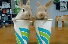 bunnies cups cute gifs animal adorable teh