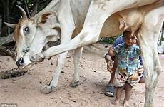 cow milk suckles work leaves mother search he drinks boy his after diarrhea um doesn strong said fine health