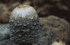 mushroom hongos gifmaniacos fungi crecen timelapse crecimiento fascinantes organismos 10k srs reps month seç pano ziyaret