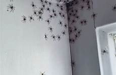 spiders crawling ragni cacciatori invasa dozens daughter