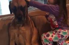 her dog girl great dane young giving mouth other video checking budding ears then patient article puts nala fluids ear