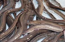 eel disturbing eels quirkybyte