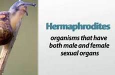 definition hermaphrodites reproduction development hermaphrodite animal overview