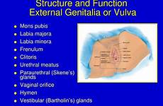 female structure function vulva system labia external genitalia ppt genitourinary majora vaginal minora pubis mons glands frenulum orifice powerpoint presentation