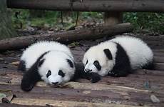 pandas lying floor two daytime animal mammal themes wood panda piqsels