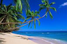 hav och palmer bakgrund bakgrunder bakgrundsbild