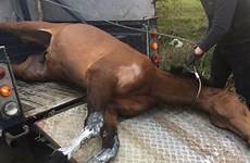 racehorse crash 100mph dying cradles rockwood ripped horsebox side accident heartbreaking bpm lincs