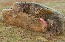 genitals identify seals mating