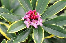 daphne odora aureomarginata plants buy