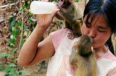 monkeys breastfeeding breastfeeds