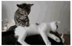 massage tenor regularly massages deinem solltest dinge partner psyched actually cute kittens