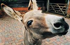 donkey nativity frsthand independent