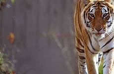 tiger india safaris vacations tigers watching guide travel holidays wild place