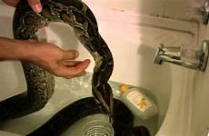 snake bath big splish splash