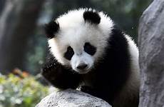 pandas panda why study time small choose board animals