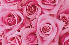 pink beautiful flower flowers most designs wallpaper expression rose
